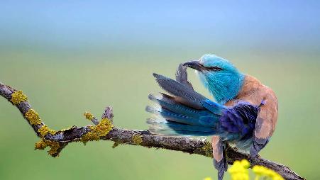 一只得意洋洋的蓝胸佛法僧，保加利亚