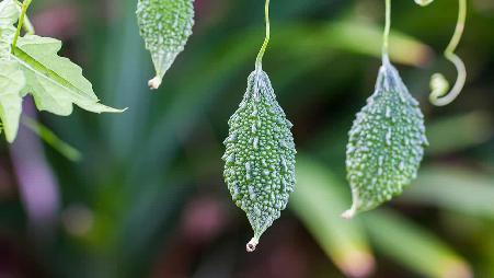 【今日大暑】苦瓜
