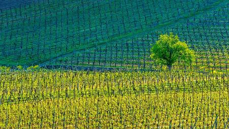 基安特赞小镇上的葡萄园，上莱茵，阿尔萨斯，法国