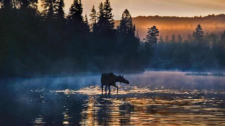 罗亚尔岛国家公园的一匹西部驼鹿，美国密歇根州