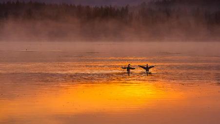 【今日七夕】内蒙古阿尔山国家森林公园的一对天鹅