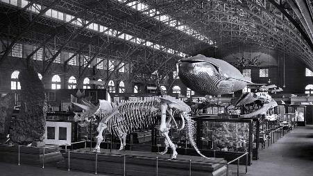 1904年圣路易斯世博会上，史密森尼博物馆巡回展