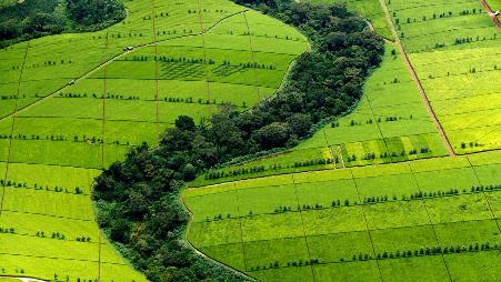 凯里乔县的茶叶种植园，肯尼亚