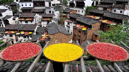 篁岭家家户户正在晒辣椒和菊花，江西婺源
