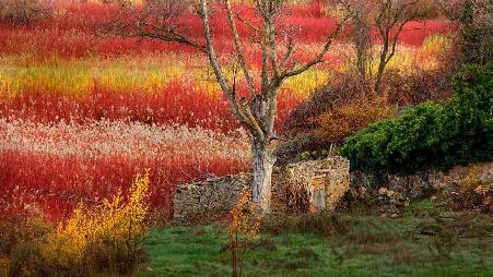 昆卡附近的藤条园圃，西班牙