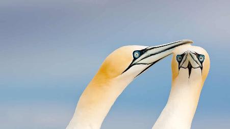 萨尔蒂群岛上的憨鲣鸟，爱尔兰