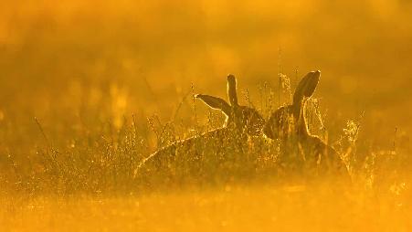 高高草丛里的棕色欧洲野兔