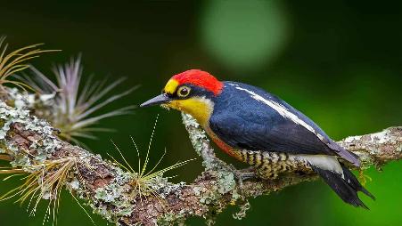 一只黄额啄木鸟，巴西