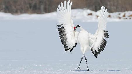 “一只”丹顶鹤