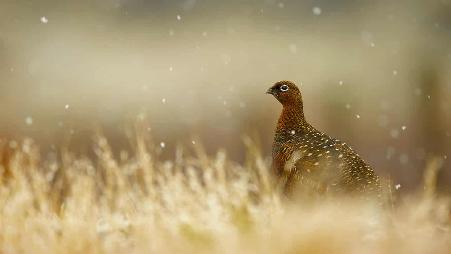 苏格兰高地的红松鸡