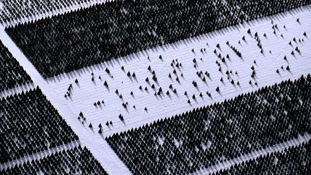 埃尔迈拉市的一个树农场，爱达荷州，美国