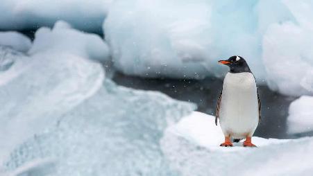 库佛维尔岛的巴布亚企鹅，南极洲