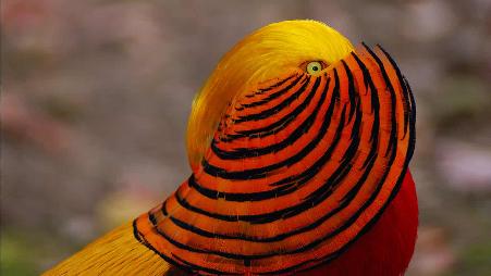 一只雄性红腹锦鸡