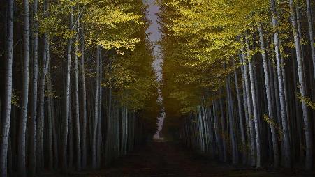 博德曼林场，俄勒冈州