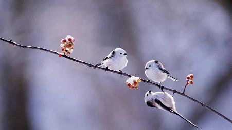 【今日立春】长尾山雀，日本