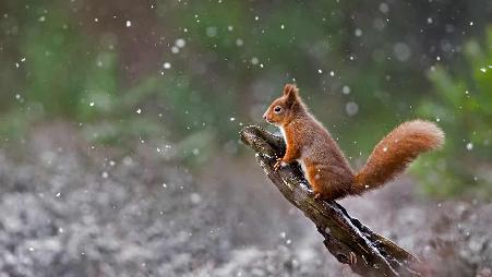 苏格兰凯恩戈姆国家公园里的一只欧亚红松鼠，苏格兰