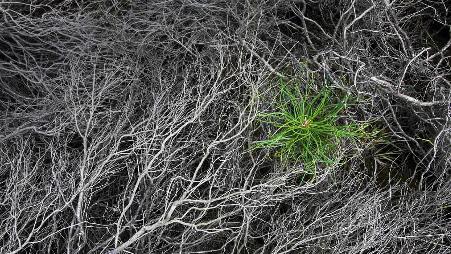 被烧焦的石南花中一颗刚萌芽的松树苗，Strabrechtse Heide，荷兰