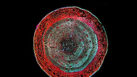 松树杆的截面增强图像