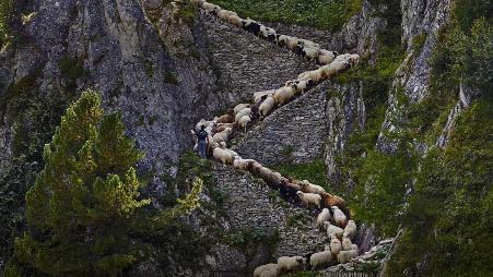 瓦莱黑鼻羊，瑞士瓦莱州