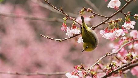 一只在樱花树上嬉戏的绿绣眼（© Reece Cheng/500px）