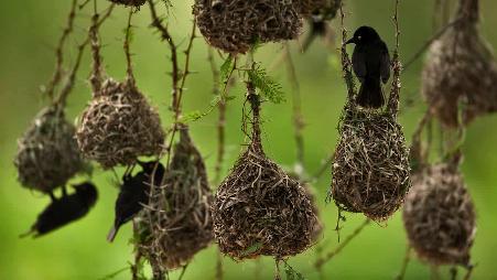 伊丽莎白女王国家公园内的织巢鸟，乌干达