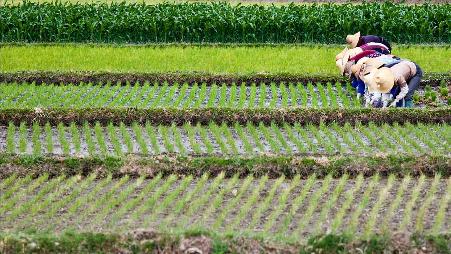 【今日谷雨】插秧的妇女，中国云南省大理市