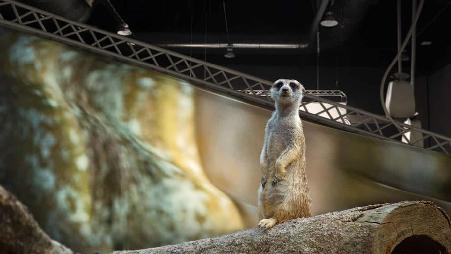 “森林”中的一只猫鼬