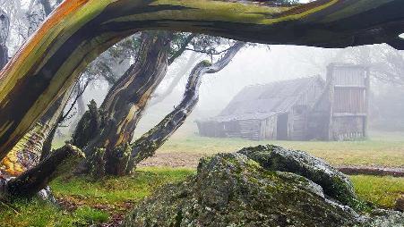 阿尔卑斯国家公园内的华莱士小屋和雪胶树，澳大利亚维多利亚州