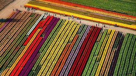 弗农山上绽放的郁金香，华盛顿