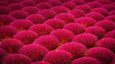 江门市新会区制香厂，中国广东省