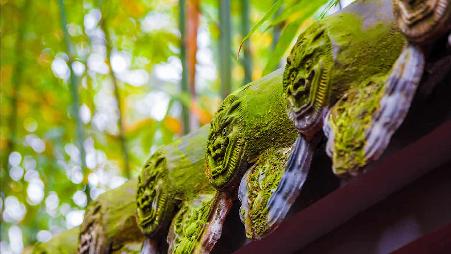 【今日立夏】武侯祠内的红墙绿竹林，中国成都