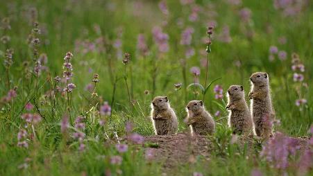 一群站在Tower Fall露营地上的犹因它地鼠，美国黄石国家公园