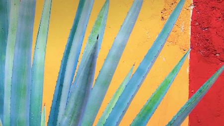 尤卡坦半岛上的龙舌兰，墨西哥