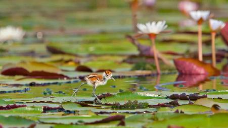 【今日夏至】丘比国家公园内的非洲水雉小鸡，博茨瓦纳