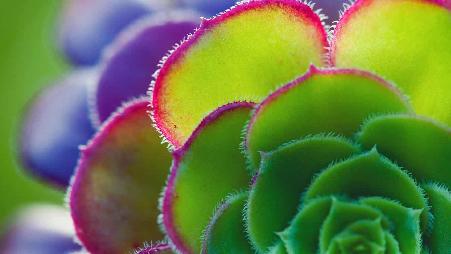 莲花掌属叶子的细节