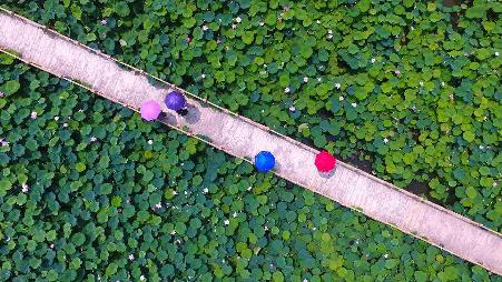 【今日小暑】游客在枣庄市台儿庄区运河湿地公园观赏莲花，中国山东省