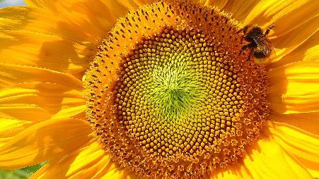 一只大黄蜂在菲希塔市附近的巴伐利亚森林中的向日葵上，德国巴伐利亚