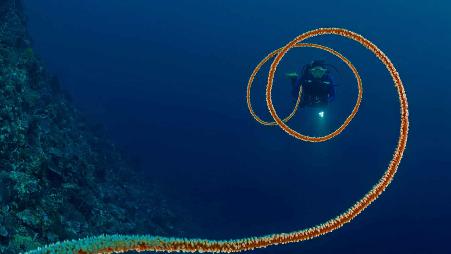 印度尼西亚海岸的螺旋鞭珊瑚