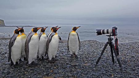 圣安德鲁斯湾的国王企鹅，南乔治亚岛