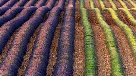 瓦朗索勒薰衣草田，法国普罗旺斯