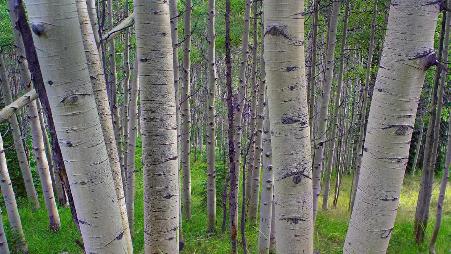 吉纳森国家森林内的颤杨，美国科罗拉多州
