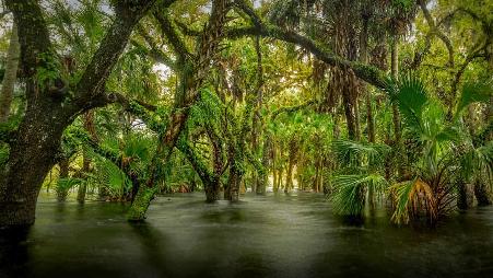 迈阿卡河州立公园内的沼泽生态区，美国佛罗里达州