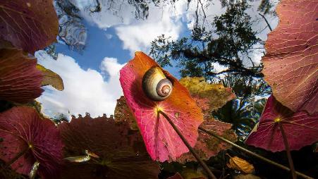 从Dos Ojos灰岩洞水中仰视的景色，墨西哥