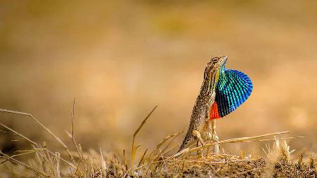 Ghoradeshwar山的反身蜥，印度马哈拉施特拉邦浦那市