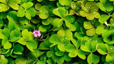 【今日白露】盛开着粉红色花的三叶草