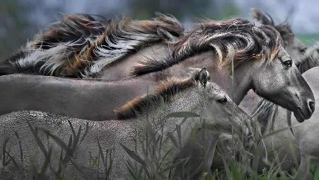 奔跑中的柯尼克马，荷兰东法尔德斯普拉森自然保护区