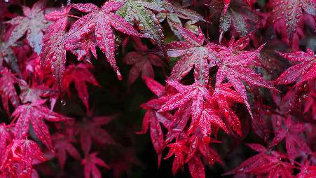 【今日寒露】枫叶上的露滴，中国四川华蓥
