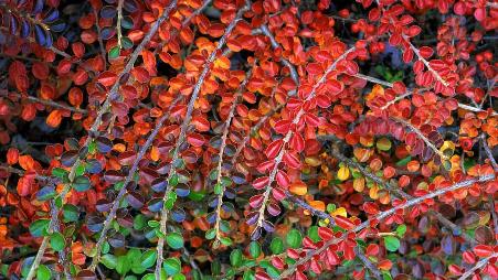 【今日重阳节】栒子属植物秋色的叶子