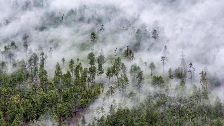 【今日霜降】林芝市的云雾森林，西藏高原