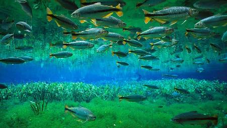 塞拉多生态区内的希氏石脂鲤，巴西